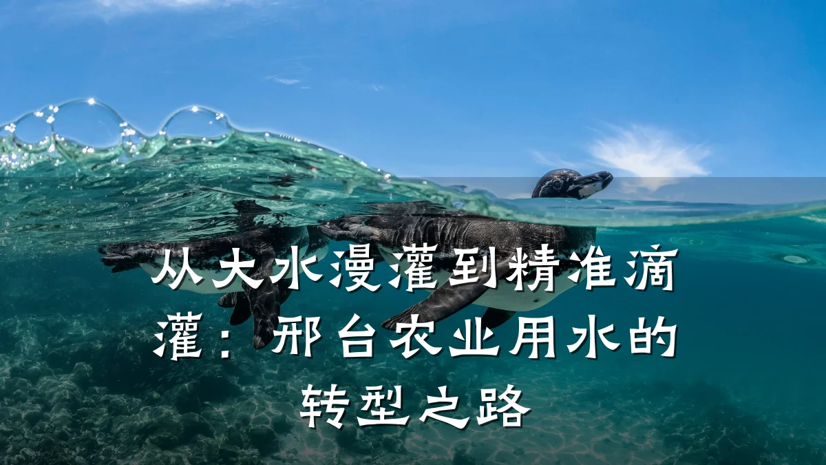 从大水漫灌到精准滴灌:邢台农业用水的转型之路