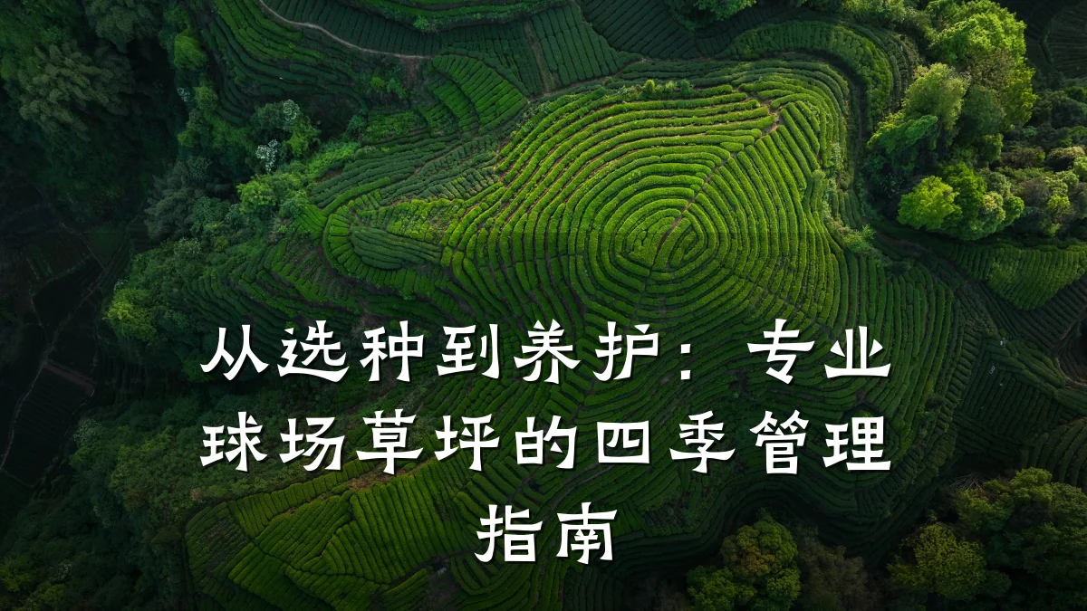 从选种到养护:专业球场草坪的四季管理指南