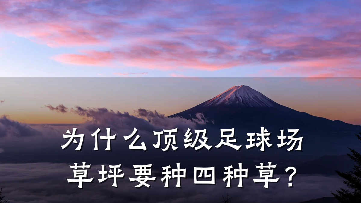 为什么顶级足球场草坪要种四种草？