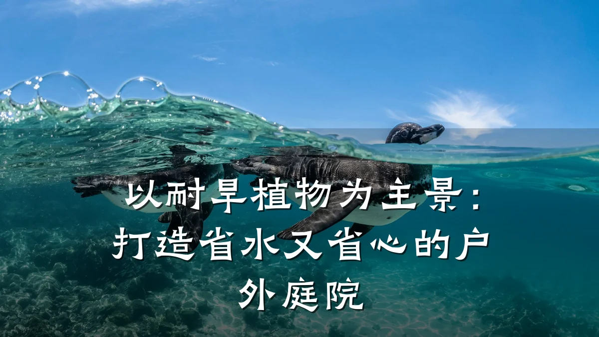 以耐旱植物为主景:打造省水又省心的户外庭院