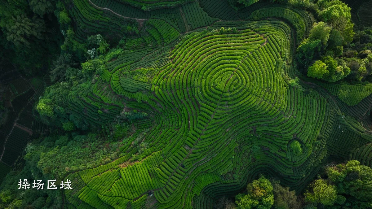 操场区域
