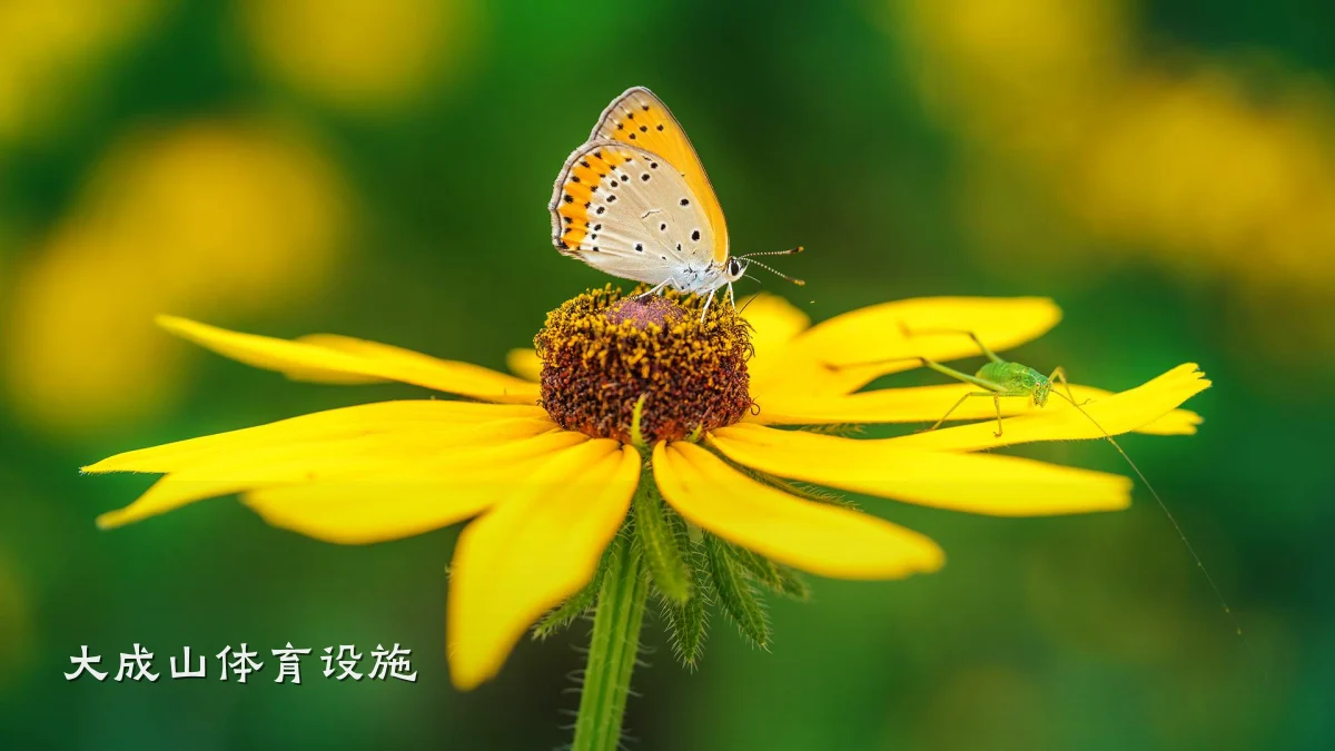 大成山体育设施