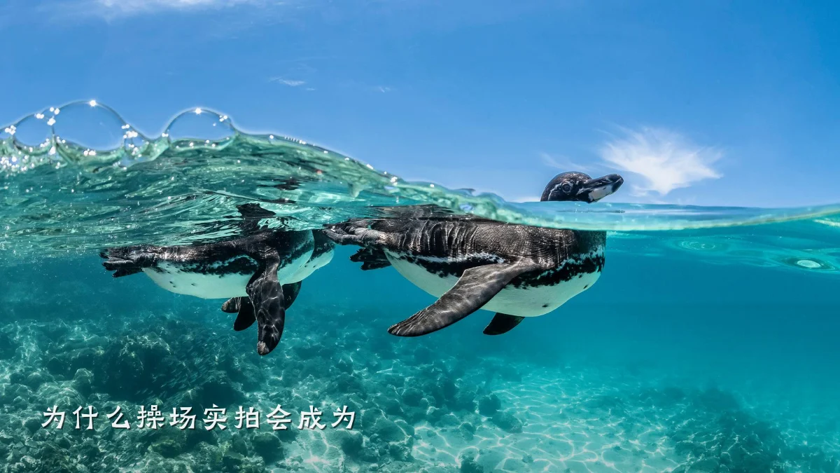 为什么操场实拍会成为