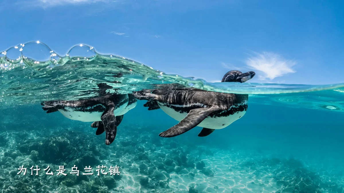 为什么是乌兰花镇