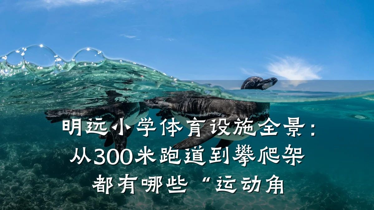 明远小学体育设施全景:从300米跑道到攀爬架都有哪些“运动角