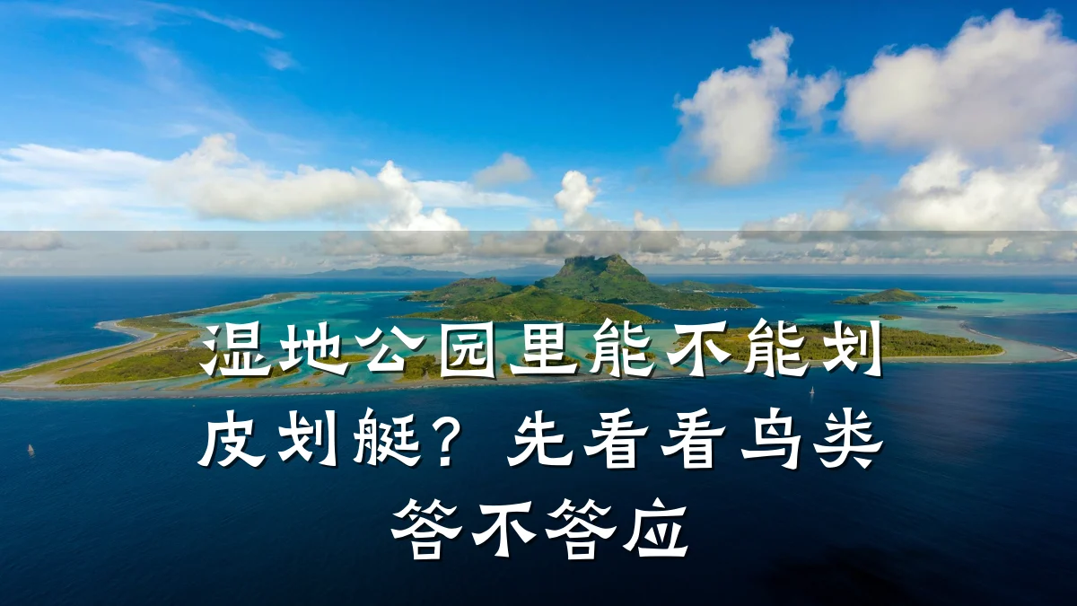 湿地公园里能不能划皮划艇？先看看鸟类答不答应
