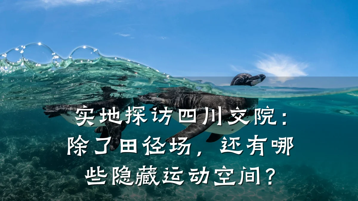 实地探访四川交院:除了田径场,还有哪些隐藏运动空间?
