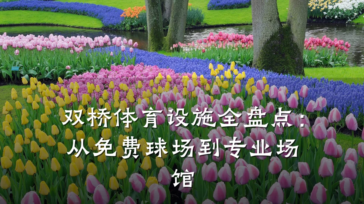 双桥体育设施全盘点:从免费球场到专业场馆