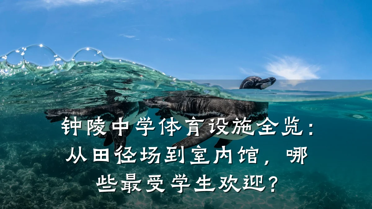 钟陵中学体育设施全览:从田径场到室内馆,哪些最受学生欢迎?